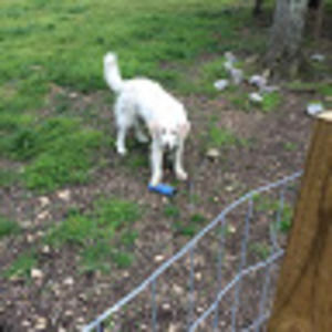 Meet your Posher, Carrie